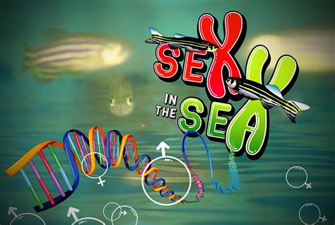 Sex In The Sea ¿qué Define El Sexo De Los Peces The Science In Your