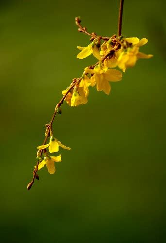 Forsythia flowers | rore | Flickr