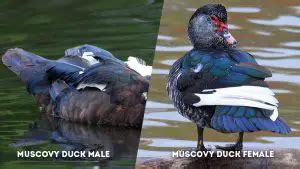 Muscovy Duck Male Vs Female Male And Female Identification The