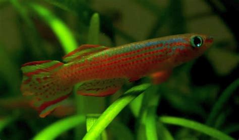 Red Striped Killifish Aphyosemion Striatum6 Best2 Tropical Fish Keeping