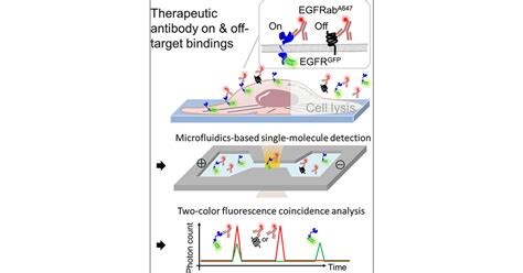 Digital Receptor Occupancy Assay In Quantifying On And Off Target