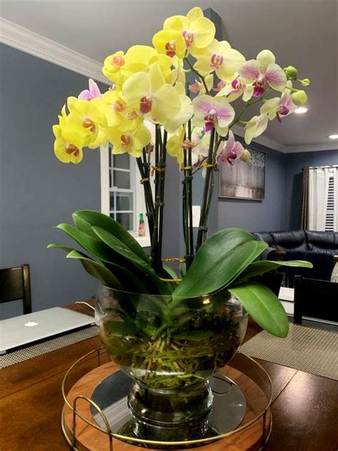 Growing Orchids in Water Culture - Is It A Good Idea?