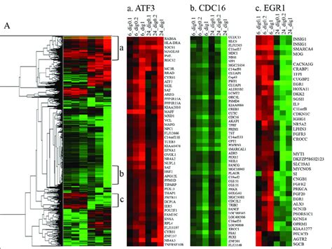 Hierarchical Clustering Of Differentially Expressed Genes Analyzed On