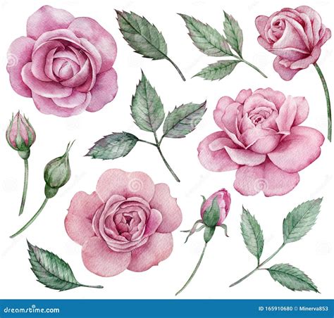 Flowers Clipart Realistic