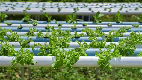 How To Build A Hydroponic Unit With PVC Pipes DIY In Simple Steps