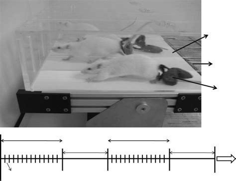 Rats Training On The Treadmill And Details Of The Resistance Training