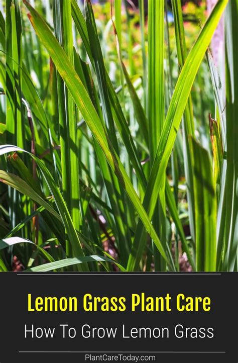 lemongrass plant care outdoor - Shag Weblogs Photographic Exhibit