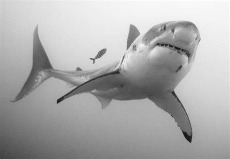 Carcharodon Chondrichthyes Wiki Fandom