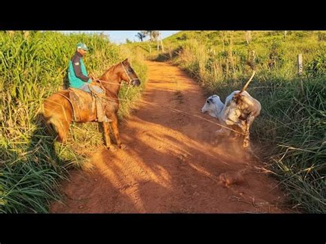 A Bezerra Ficou Brava E Pulou A Cerca Deu Muito Trabalho Youtube