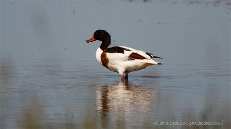 Common Shelduck adult female - John Caddick | John Caddick