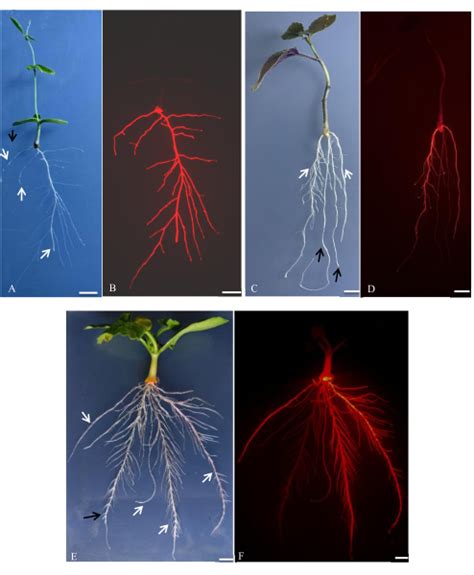 An Efficient And Reproducible Method For Producing Composite Plants By Agrobacterium Rhizogenes