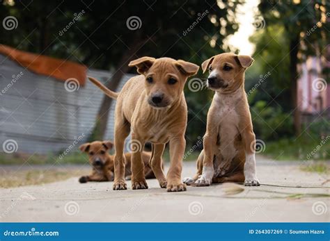 Roadside street puppies stock image. Image of homelessness - 264307269