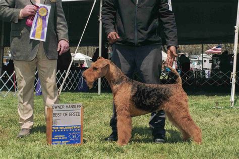 Airedale Terrier Puppies For Sale