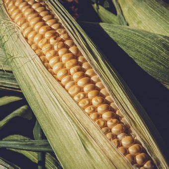 Foto Cara Panen Jagung Manis Yang Benar Agar Kualitasnya Terjaga