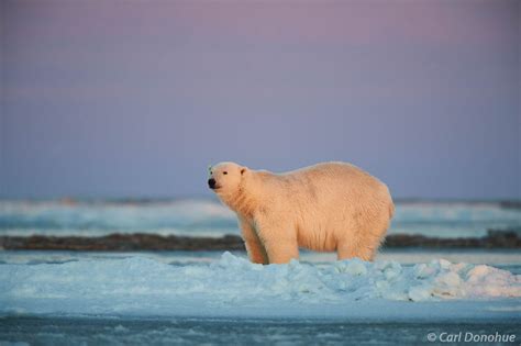 Polar Bear At Sunset Arctic National Wildlife Refuge Alaska Alaska