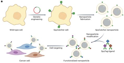 Nat Nanotechnol丨一种基于基因工程的模块化方法，用于功能化cnps 韩达