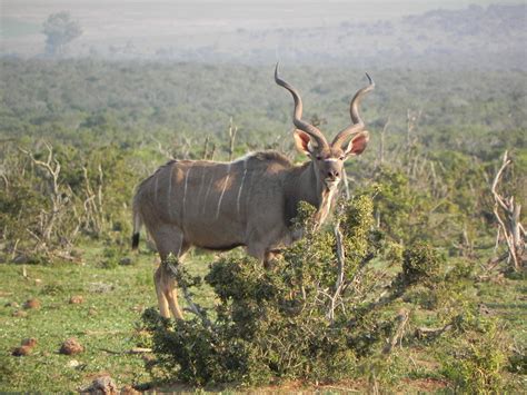 Kudu Cape Read About Hunting For The Cape Kudu Here