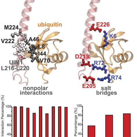 Recognition Of K 48 Linked Tetra Ubiquitin By The Rpn10 Receptor Of 26s Download Scientific