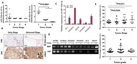 DNA Methylation Leads To Downregulation Of MiR 193a 3p During The Tumor