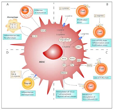 Mdsc Suppressive Mechanisms Target Innate And Adaptive Arms Of The