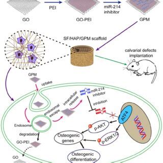 Schematic Representation Of MiR 214 Inhibitor Delivery From GO PEI