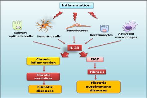 Figure 1 From Interleukin 23 Involved In Fibrotic Autoimmune Diseases