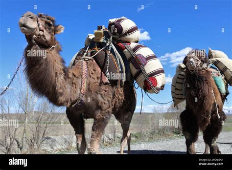 Camels Carrying Loads In Anatolia Konya Turkey Stock Photo Alamy