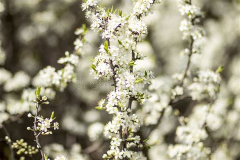 Flores Blancas De La Espina Bush En El Jard N Foto De Archivo Imagen