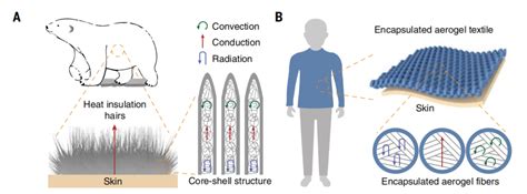 Science重磅浙大北极熊毛衣暖如羽绒服厚度仅1 5太空服可穿戴电子设备都能用 智源社区