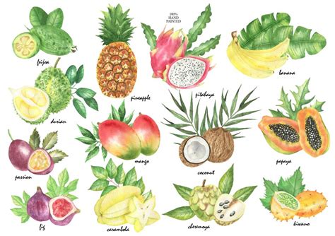 Watercolor Tropical Fruit Clipart Summer Fresh Mango Banana Etsy