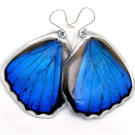 Butterfly Earrings Real Butterfly Earrings Blue Morpho Etsy