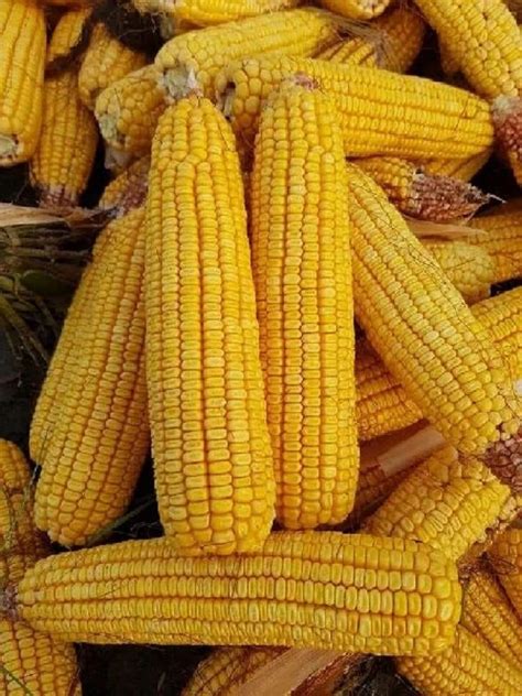 Yellow Hybrid Maize Seeds For Agriculture Packaging Type Loose At Rs