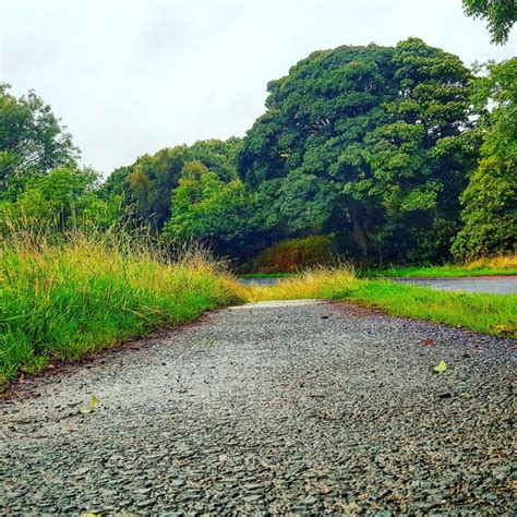 Estrada vazia ao longo das árvores Foto Premium