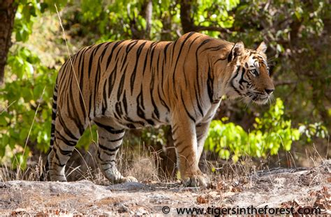 Tiger Conservation - Save the Endangered Tiger