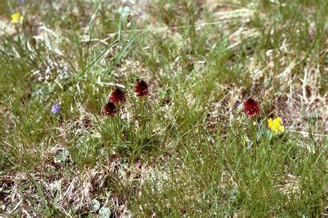 Dsc Nigritella Nigra Also Called Gymnadenia Nigra Or Flickr