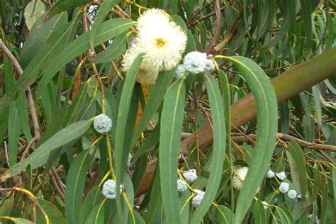 Eucalyptus Globulus Subsp Globulus