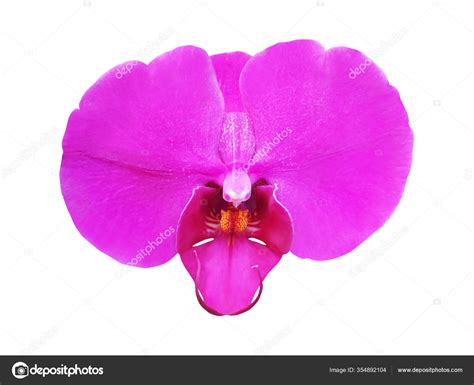 Pink Phalaenopsis Moth Dendrobium Orchid Flower Beautiful Moth Orchid