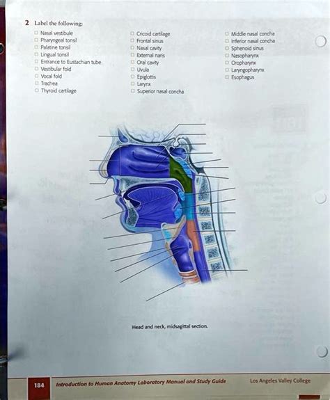 SOLVED Label The Following Nasal Vestibule Pharyngeal Tonsil