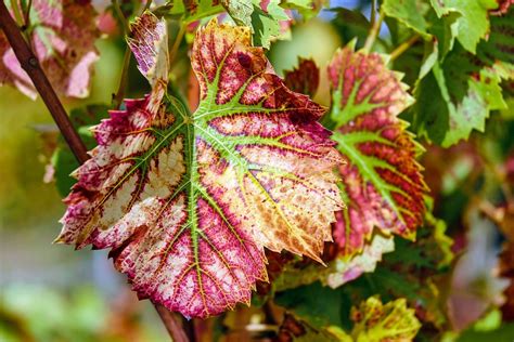 Feuille De Vigne Couleur - Photo gratuite sur Pixabay