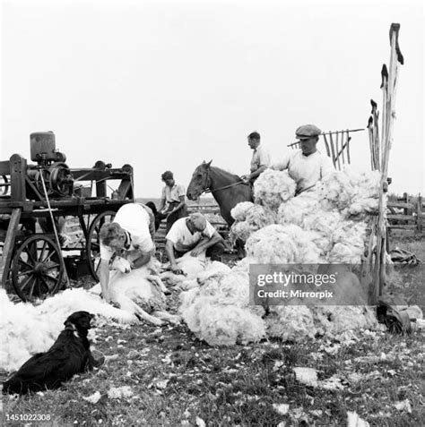 87 Romney Marsh Sheep Stock Photos, High-Res Pictures, and Images - Getty Images