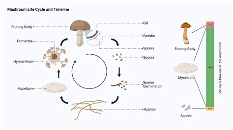 Life Cycle Of Mushroom Biorender Science Templates