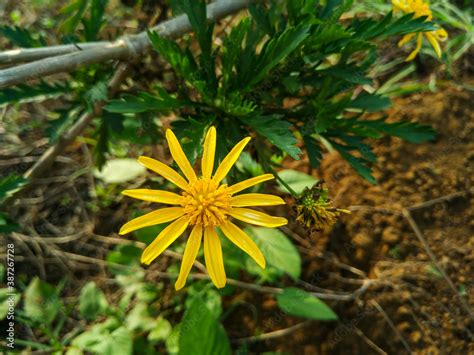 Euryops Pectinatus The Grey Leaved Euryops Is A Species Of Flowering