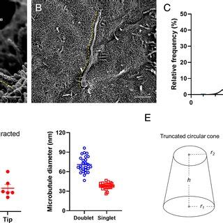 Cilia Length Measurements At The Islet Surface Full Length Cilia With