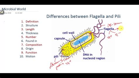 Difference Between Flagella And Pili In Bacteria - Riset