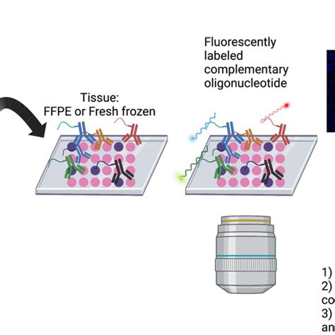 Overview Of The Computational Workflow For Codex Multiplexed Imaging Data Download Scientific