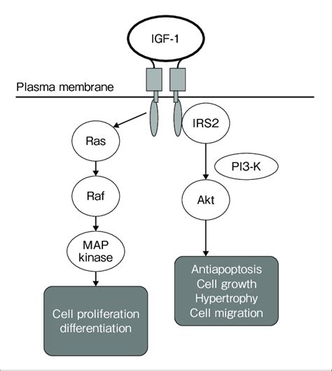 Igf 1 Signaling Pathway Download Scientific Diagram