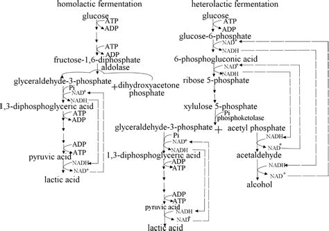 Lactic Acid Fermentation Products