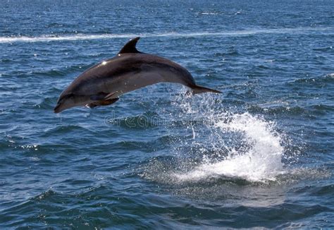 Bottlenose Dolphin Jumping Stock Photography - Image: 18665872