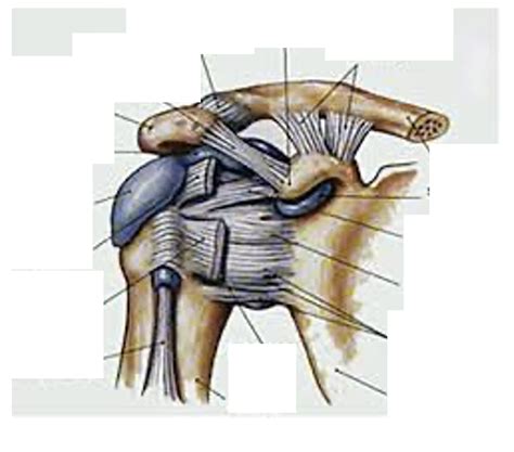 EXSC 324 Shoulder Ligaments Diagram Quizlet