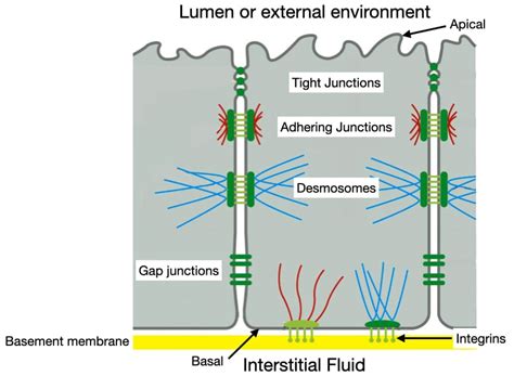 Epithelia Structure And Transport Lab